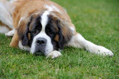 St Bernard valp royaltyfria bilder St Bernard valp royaltyfria bilder