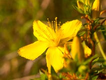 St john`s wort yellow wild flower close up outside stock photography St john`s wort yellow wild flower close up outside stock photography