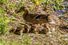 St Petersburg Canards de canard sauvage dans leur habitat naturel photographie stock libre de droits St Petersburg Canards de canard sauvage dans leur habitat naturel photographie stock libre de droits