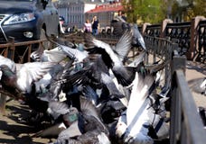 Pigeons crowd and Explosion of wings stock photo Pigeons crowd and Explosion of wings stock photo