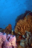 St. Vincent Coral Reef