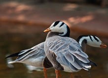 Staaf-geleide Gans stock foto Staaf-geleide Gans stock foto