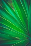 Stacheliges Palme-gestreiftes Blatt, das schönes natürliches geometrisches Muster bildet Vibrierende Farbmodisches Hippie-Tonen Stockbilder Stacheliges Palme-gestreiftes Blatt, das schönes natürliches geometrisches Muster bildet Vibrierende Farbmodisches Hippie-Tonen Stockbilder