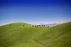Stado konie pasają przeciw górom w Azerbejdżan fotografia stock Stado konie pasają przeciw górom w Azerbejdżan fotografia stock