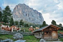 Stado krowy w dolomitach zdjęcia royalty free Stado krowy w dolomitach zdjęcia royalty free