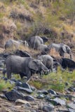 Stado słonie po kąpać się Mara kenya masai africa obrazy stock Stado słonie po kąpać się Mara kenya masai africa obrazy stock