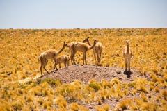 Stado Vicunas na małym wzgórzu w pampasach Chile, Atacama/ zdjęcie royalty free Stado Vicunas na małym wzgórzu w pampasach Chile, Atacama/ zdjęcie royalty free
