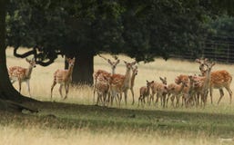 Stado łanie z ich dziecka Sika Dybowski lub rogacza Mandżurskiego ` s Sika Cervus Jeleni Nippon mantchuricus lub Cervus Nippon dy obraz royalty free Stado łanie z ich dziecka Sika Dybowski lub rogacza Mandżurskiego ` s Sika Cervus Jeleni Nippon mantchuricus lub Cervus Nippon dy obraz royalty free