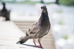 Stadsduvor, gataduvor, duva royaltyfri bild Stadsduvor, gataduvor, duva royaltyfri bild