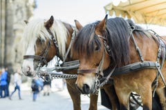 Stadt Dresden Deutschland Sachsen Ein Paar Pferde vorgespannt zu einem Wagen stockfoto Stadt Dresden Deutschland Sachsen Ein Paar Pferde vorgespannt zu einem Wagen stockfoto