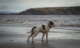Staffordshire bull terrier dog looking in the sea at Weston Super mare royalty free stock image Staffordshire bull terrier dog looking in the sea at Weston Super mare royalty free stock image
