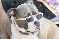 Staffordshire bull Terrier in sunglasses royalty free stock photography Staffordshire bull Terrier in sunglasses royalty free stock photography