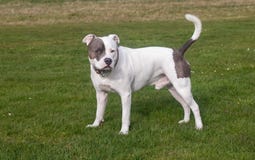Staffordshire-Bullterrier-Hund, der in Park geht lizenzfreies stockfoto Staffordshire-Bullterrier-Hund, der in Park geht lizenzfreies stockfoto