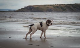 Staffordshire-Bullterrierhund, der im Meer Weston Super-Stute betrachtet stockfoto Staffordshire-Bullterrierhund, der im Meer Weston Super-Stute betrachtet stockfoto