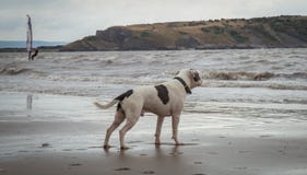 Staffordshire-Bullterrierhund, der im Meer Weston Super-Stute betrachtet stockbilder Staffordshire-Bullterrierhund, der im Meer Weston Super-Stute betrachtet stockbilder