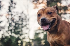 Staffordshire-Bullterrierporträt im Wald während des Sonnenuntergangs stockfotos Staffordshire-Bullterrierporträt im Wald während des Sonnenuntergangs stockfotos