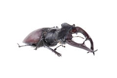 Stag-beetle Stock Photography