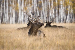 Stag Deers In Countryside Royalty Free Stock Images