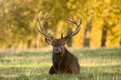 Stag In Autumn Forest Royalty Free Stock Photos