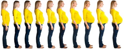 Stages Of Pregnancy Royalty Free Stock Photo