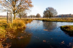 Stagno congelato in Richmond Park immagine stock Stagno congelato in Richmond Park immagine stock