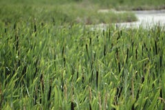 Stagno meraviglioso con il dettaglio a lamella Immagine Stock Libera da Diritti Stagno meraviglioso con il dettaglio a lamella Immagine Stock Libera da Diritti
