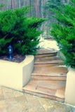 Staircase rise from marble with green firs Stock Photo Staircase rise from marble with green firs Stock Photo