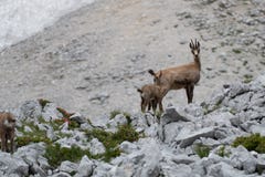 Stambecco timido selvaggio nella natura immagini stock Stambecco timido selvaggio nella natura immagini stock
