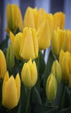 Yellow tulips standing tall drops of rain royalty free stock images Yellow tulips standing tall drops of rain royalty free stock images