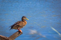 Standing duck stock photography Standing duck stock photography