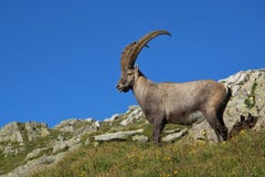 Standing Male Alpine Ibex With Big Horns Royalty Free Stock Photos