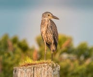 Standing on the top royalty free stock photos Standing on the top royalty free stock photos