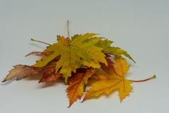Stapel des Herbstes färbte Blätter lokalisiert auf weißem Hintergrund Gelbe rote und bunte Laubfarben in der Herbstsaison lizenzfreies stockfoto Stapel des Herbstes färbte Blätter lokalisiert auf weißem Hintergrund Gelbe rote und bunte Laubfarben in der Herbstsaison lizenzfreies stockfoto