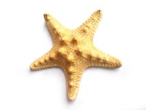 Star fish
