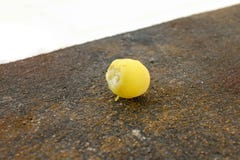 star gooseberry in the fruit stock photos star gooseberry in the fruit stock photos
