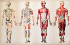 Stare rocznik anatomii mapy ciało ludzkie Stare rocznik anatomii mapy ciało ludzkie