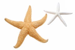 starfish стоковое фото rf starfish стоковое фото rf