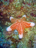 starfish-5130986.jpg