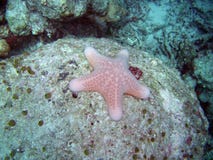 Starfish Royalty Free Stock Photos