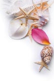 Starfish And Petal Background Royalty Free Stock Images Starfish And Petal Background Royalty Free Stock Images