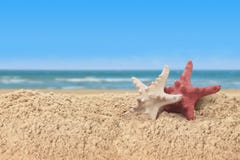 Starfish And Sea Shells In A Beach Sand On The Sea Shore Stock Photography