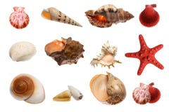 Starfish And Seashells On White Stock Images Starfish And Seashells On White Stock Images