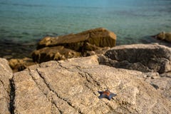 Starfish auf dem Ufer auf den Felsen im sonnigen Wetter stockbild Starfish auf dem Ufer auf den Felsen im sonnigen Wetter stockbild