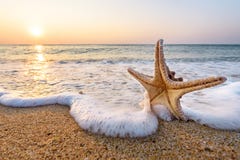 Starfish auf Sommer stockfoto Starfish auf Sommer stockfoto