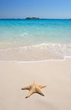 Starfish on The Beach