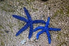 Starfish Blue