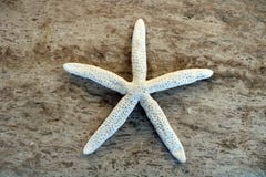 Starfish in brown background, Caribbean starfish stock image Starfish in brown background, Caribbean starfish stock image