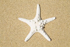 Starfish fotos de stock Starfish fotos de stock