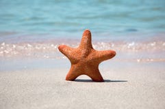 Starfish On Sea Sand Royalty Free Stock Photo