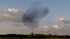 Starling. Flock of birds - starlings . Amazing shot